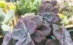 竣工验收合格之日怎么算