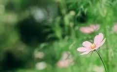 鸡为什么不成群而鸭子会成群